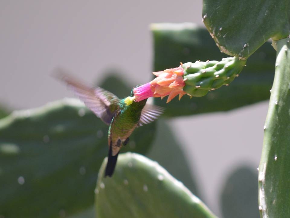 Copper-rumped Hummingbird - Pedro Javier Arriaga Aguirre