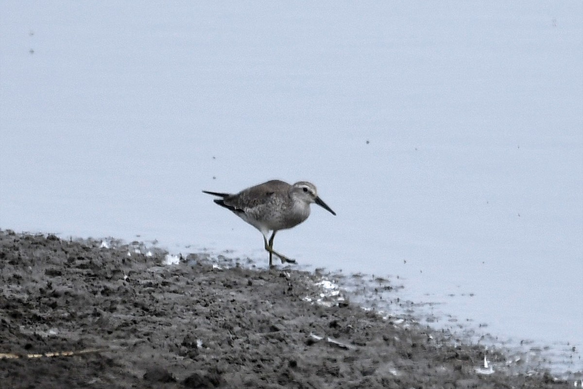 Red Knot - ML363570451