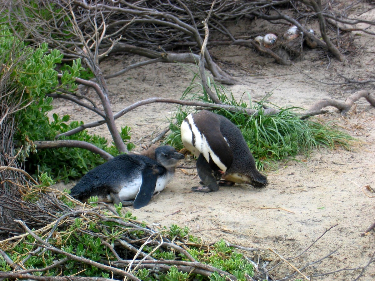 African Penguin - ML363570581