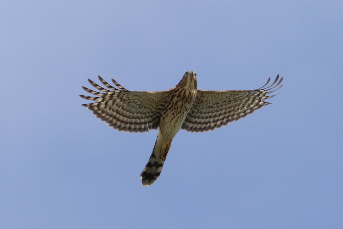 Cooper's Hawk - ML363571191