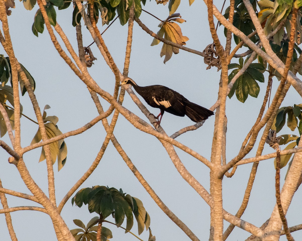 White-throated Piping-Guan - ML36357121