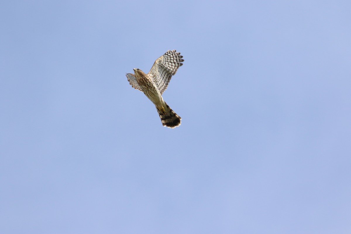 Cooper's Hawk - ML363571251