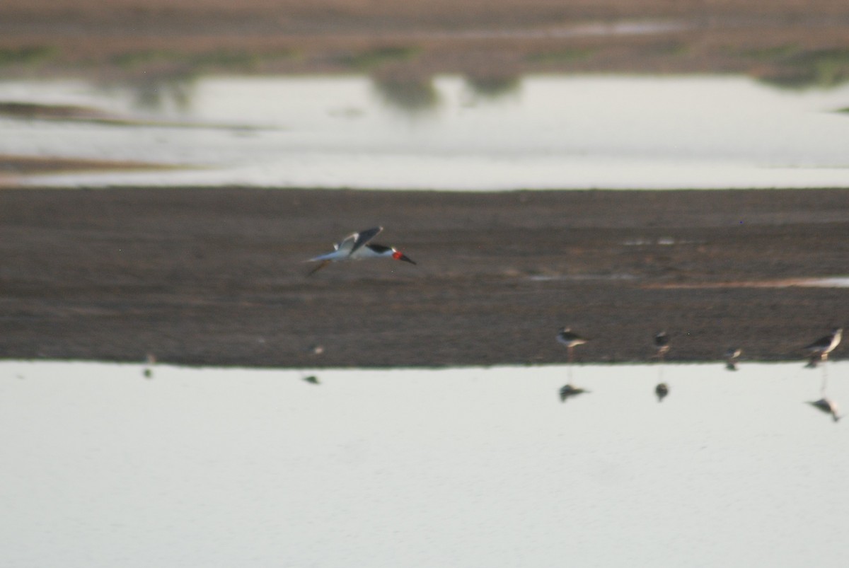 Black Skimmer - ML363571391