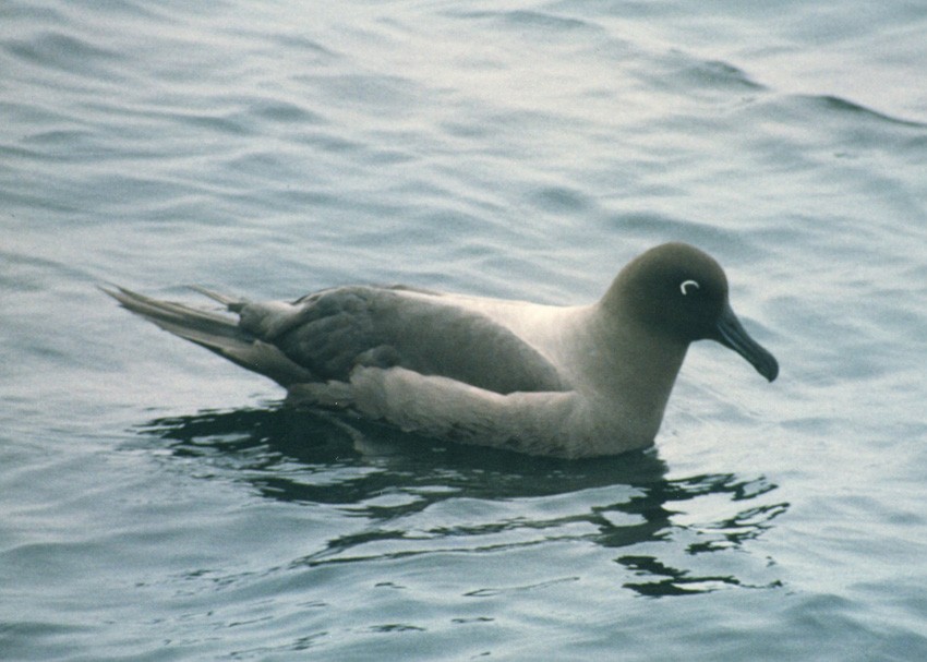 albatros světlehřbetý - ML363571701