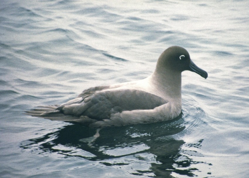 albatros světlehřbetý - ML363571711