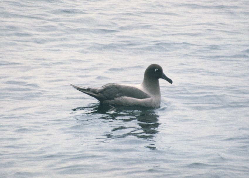 albatros světlehřbetý - ML363571721