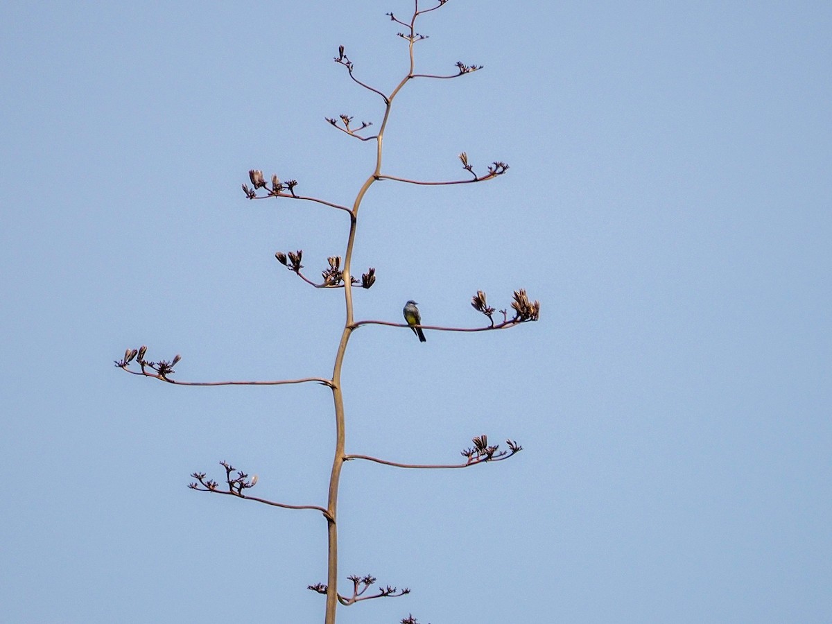 Western Wood-Pewee - ML363574311