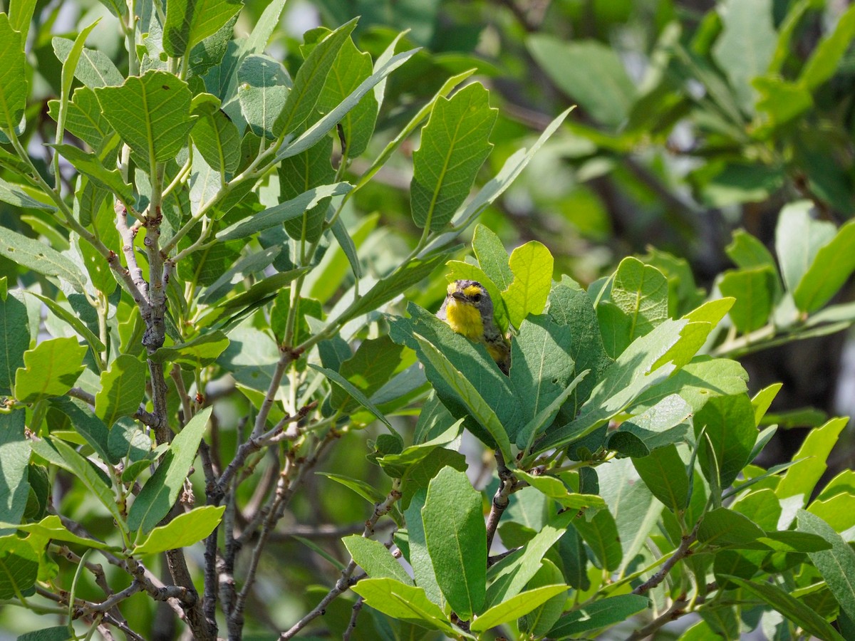 Grace's Warbler - ML363574361