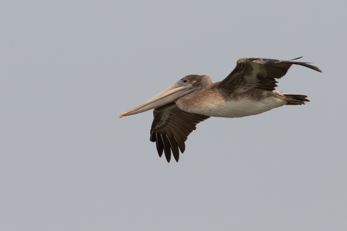 Brown Pelican - Rob Fowler