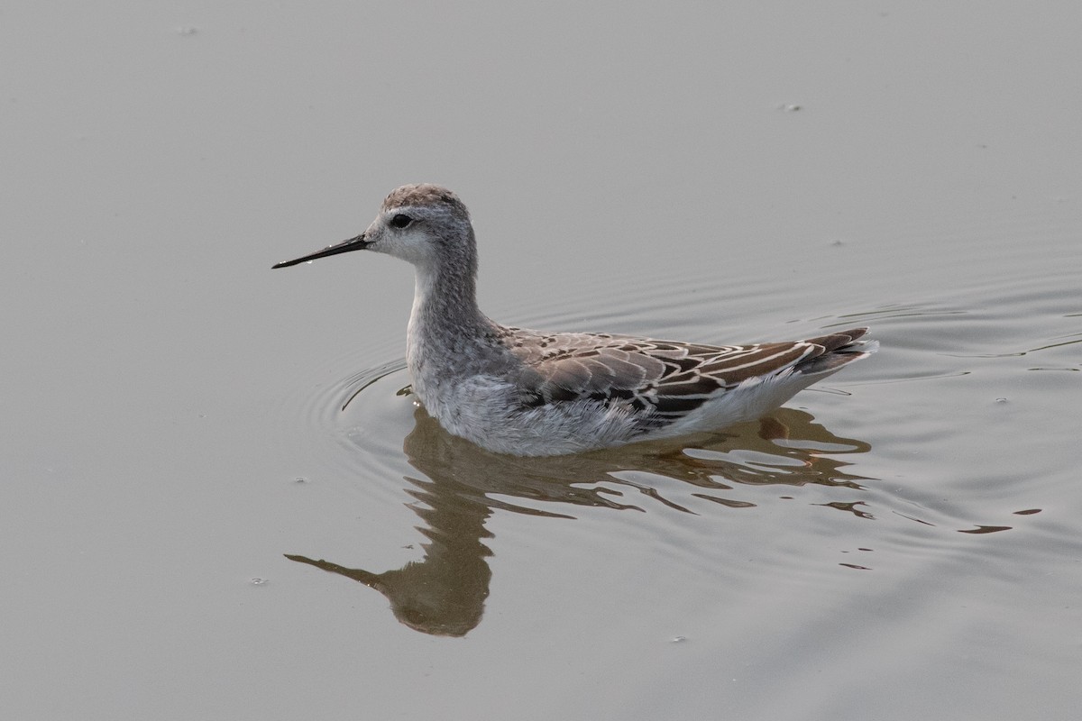 hvithalesvømmesnipe - ML363574501