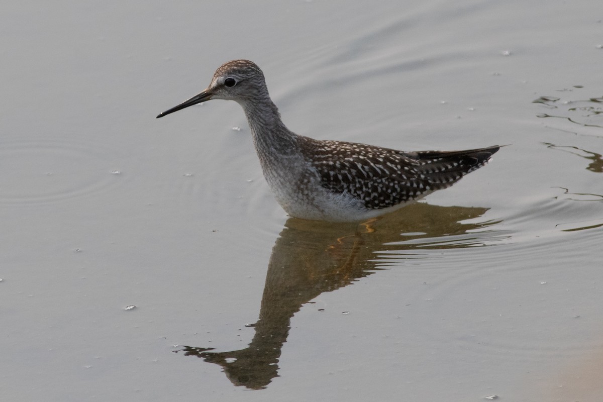 gulbeinsnipe - ML363574551