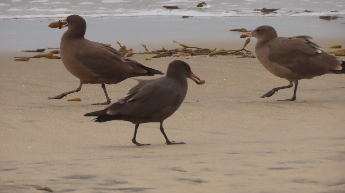 Gaviota Mexicana - ML363575791