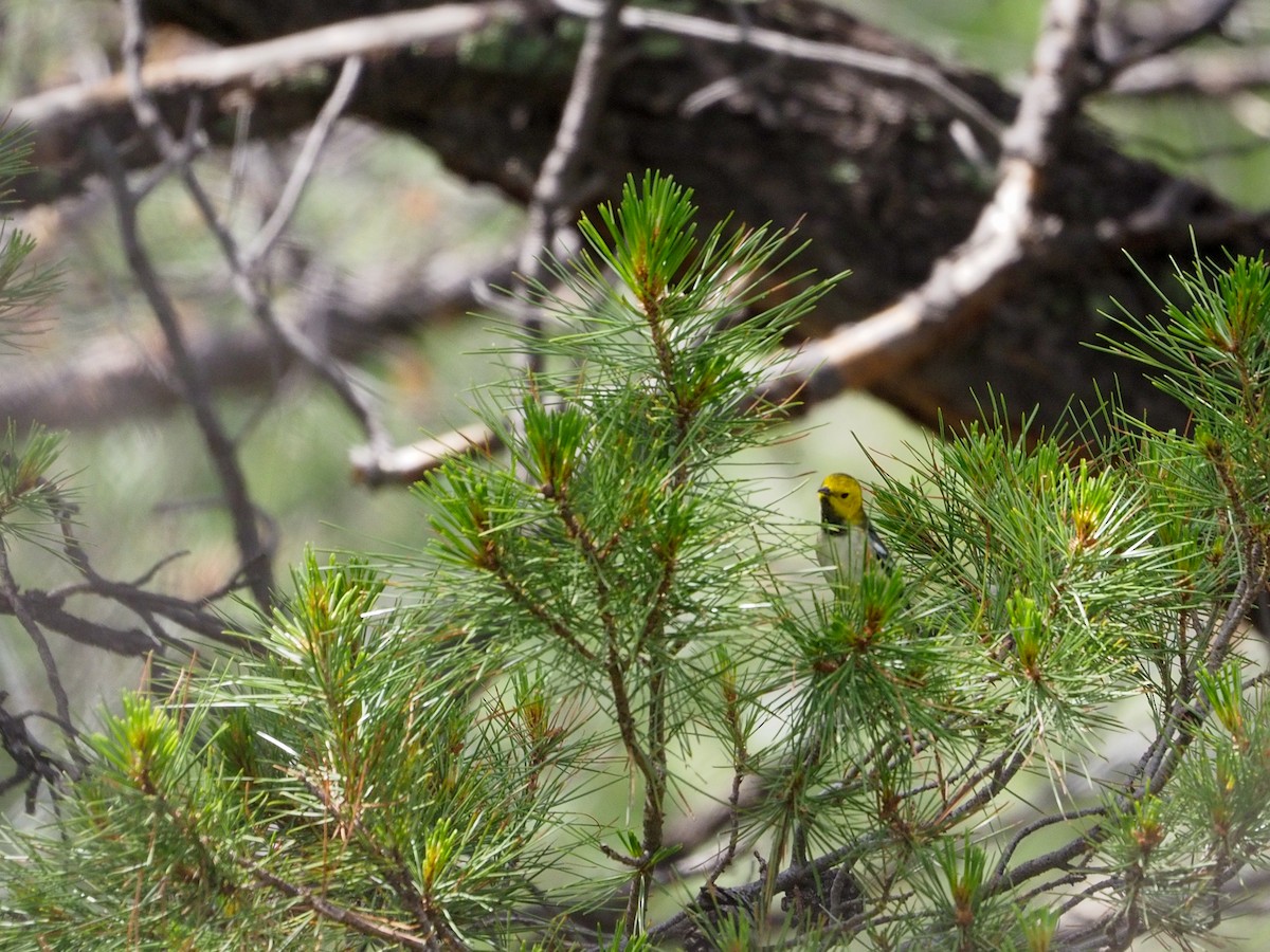 Hermit Warbler - ML363577281