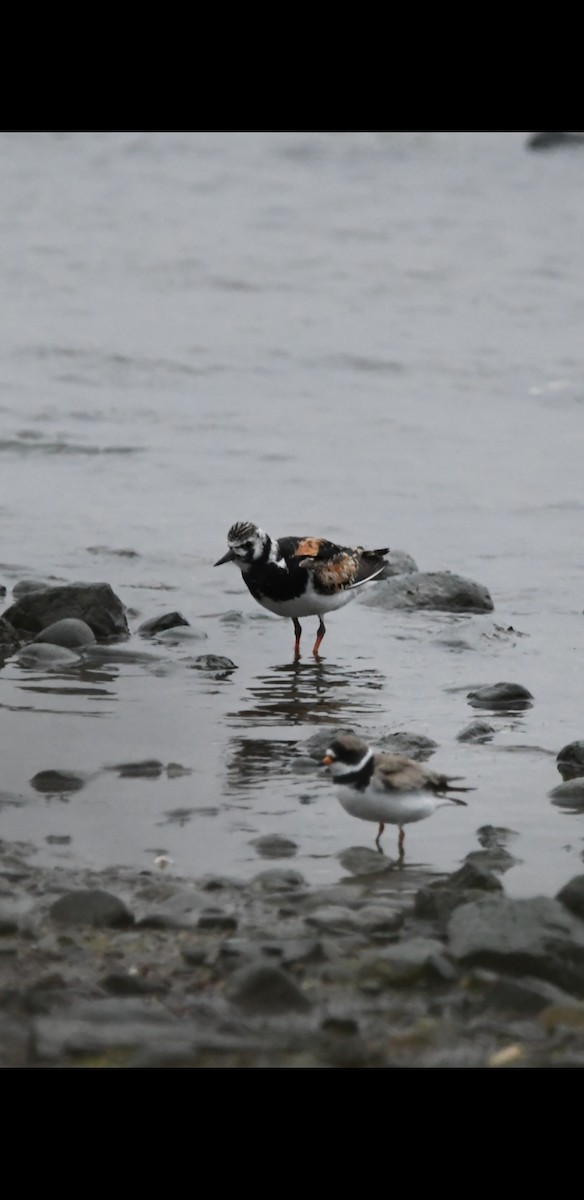 Ruddy Turnstone - ML363577551