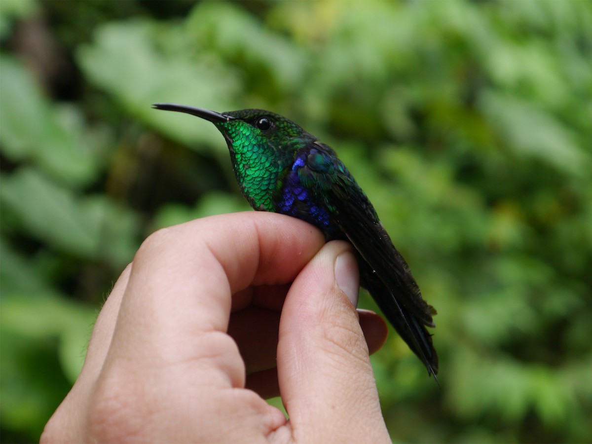 Zafiro Golondrina - ML36357821