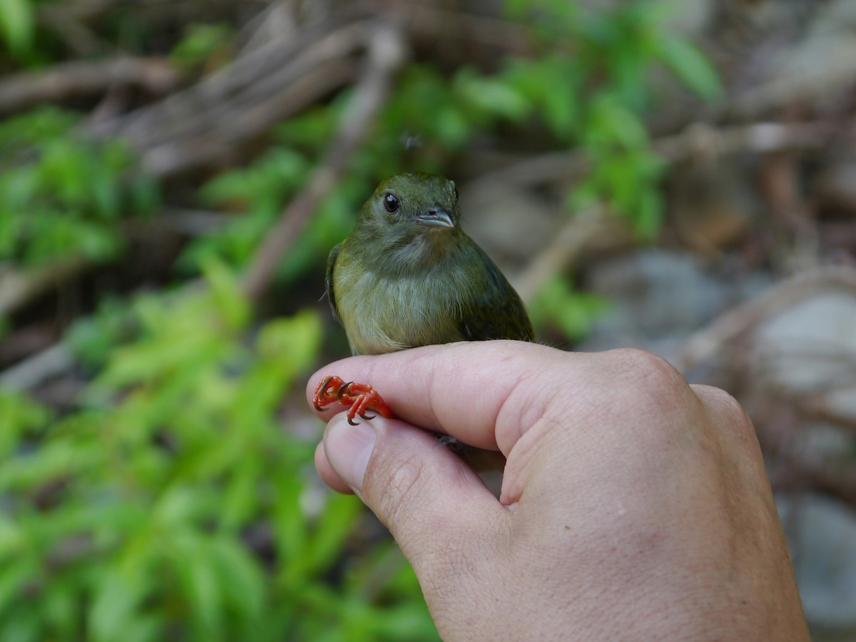 White-bearded Manakin - Xavier Iñiguez Vela