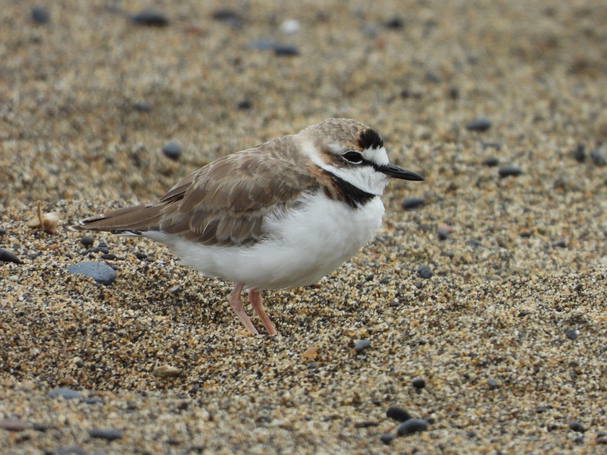 Collared Plover - Daniela  Souza