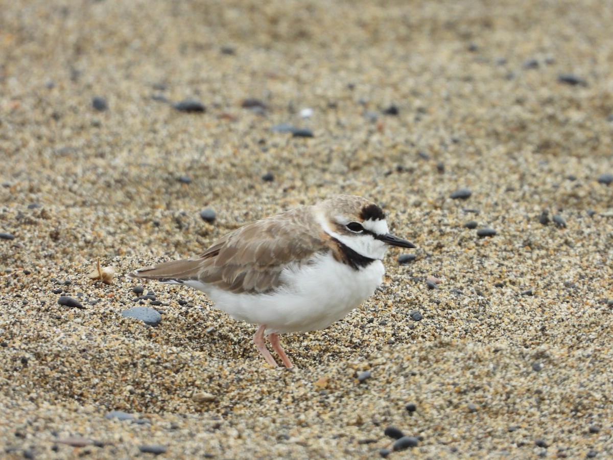 Collared Plover - Daniela  Souza