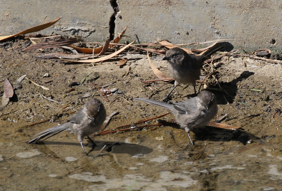 Bushtit - ML36358011