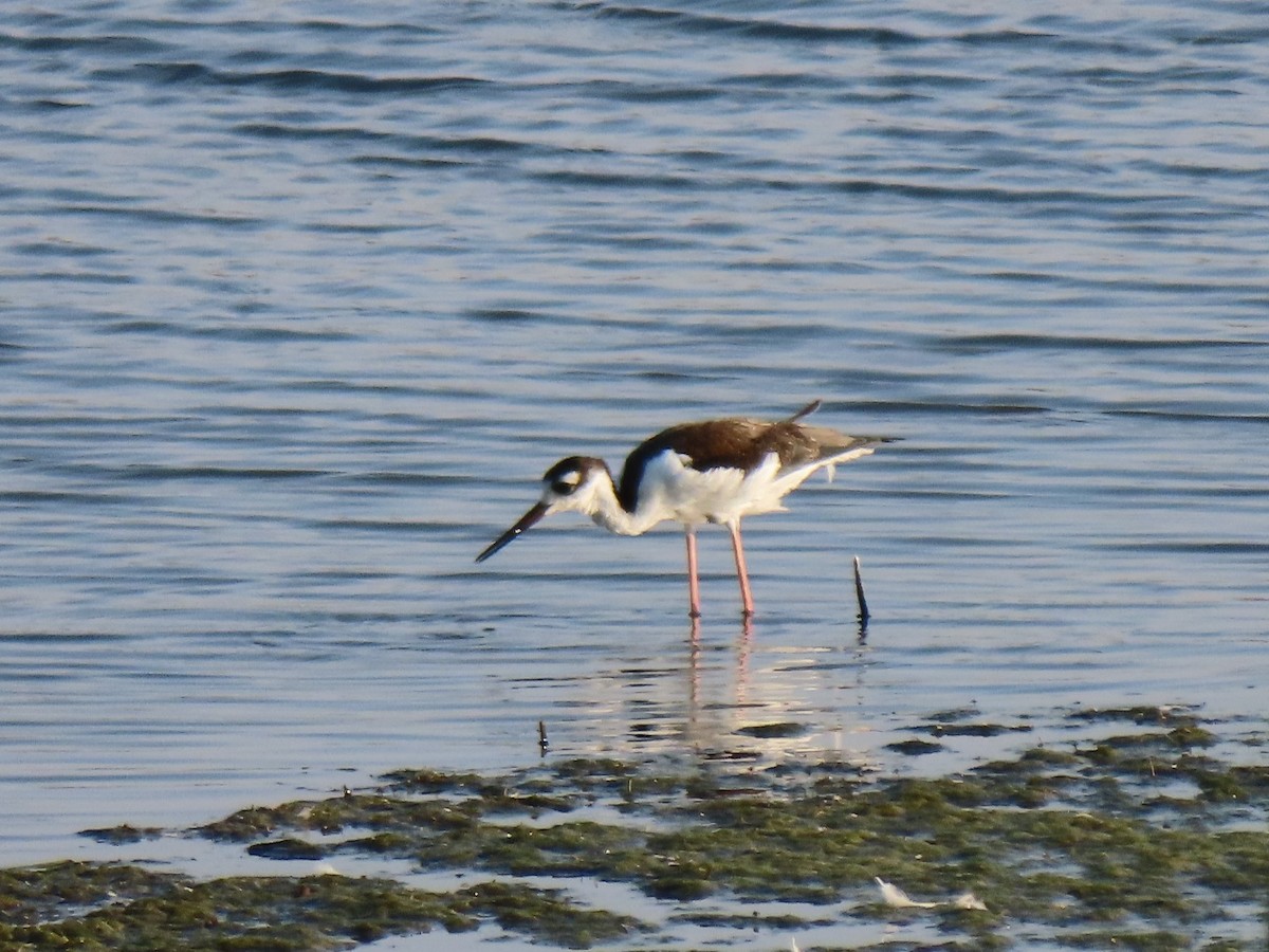 Black-necked Stilt (Black-necked) - ML363582211