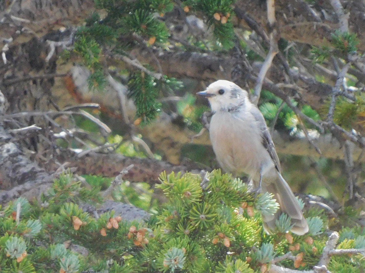 Canada Jay - Meghann McLeroy