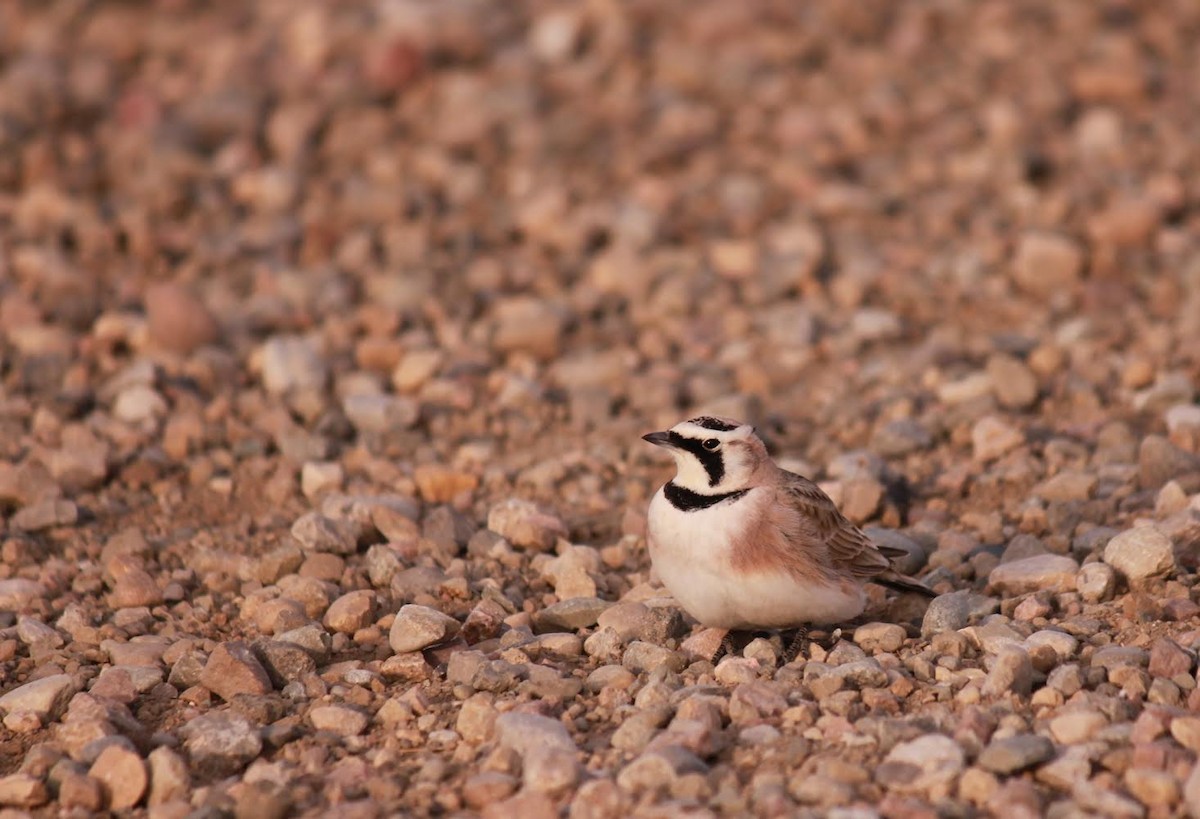 Horned Lark - ML363583091