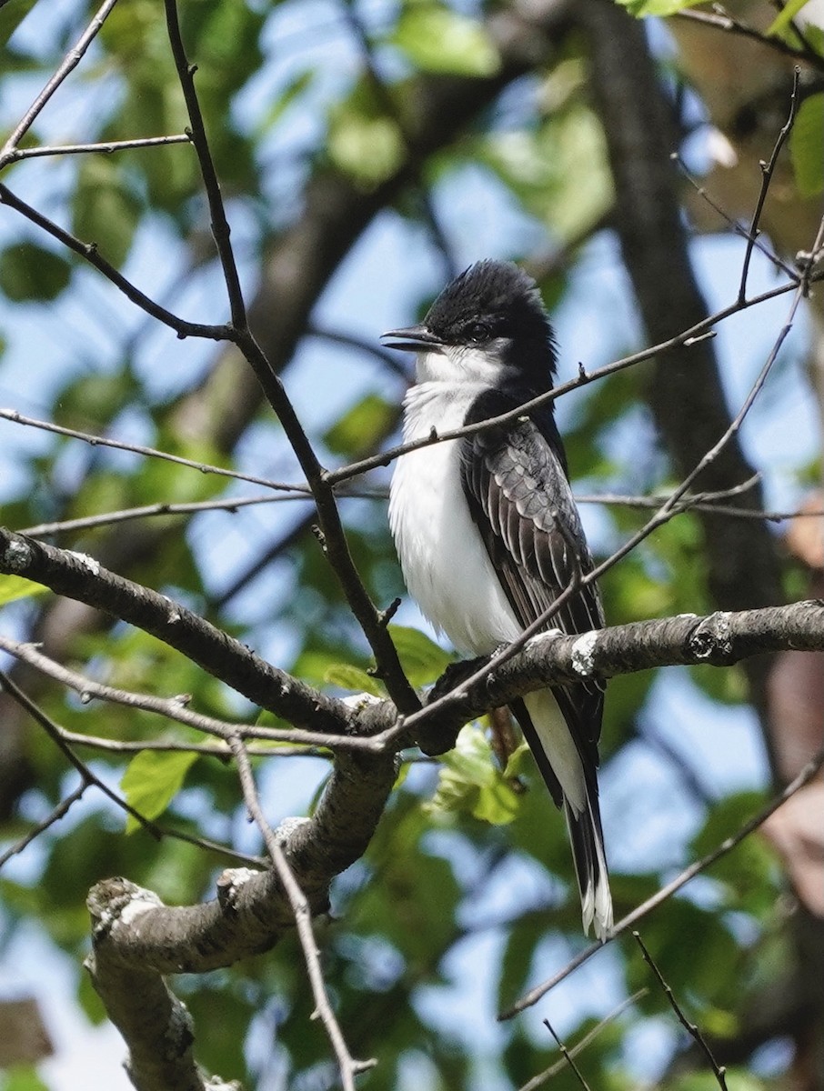Eastern Kingbird - ML363583421