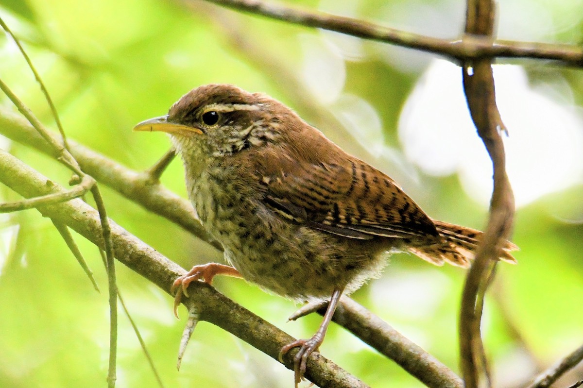 Banded Wren - ML363583951