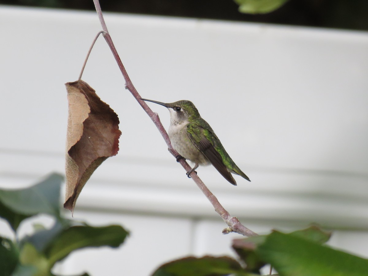 Ruby-throated Hummingbird - ML363584511