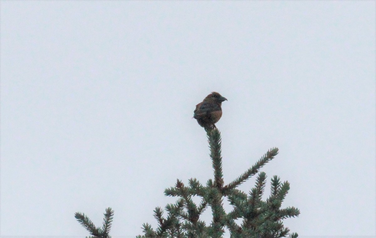 Red Crossbill - Uday Sant