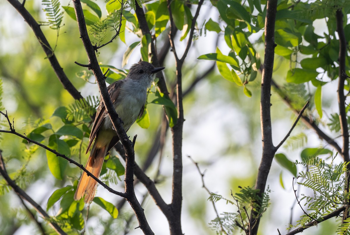 Ash-throated Flycatcher - ML363586071