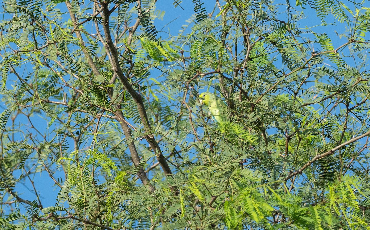 Папуга-горобець мексиканський - ML363586551
