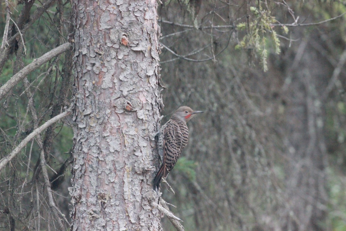 Northern Flicker - ML363586941