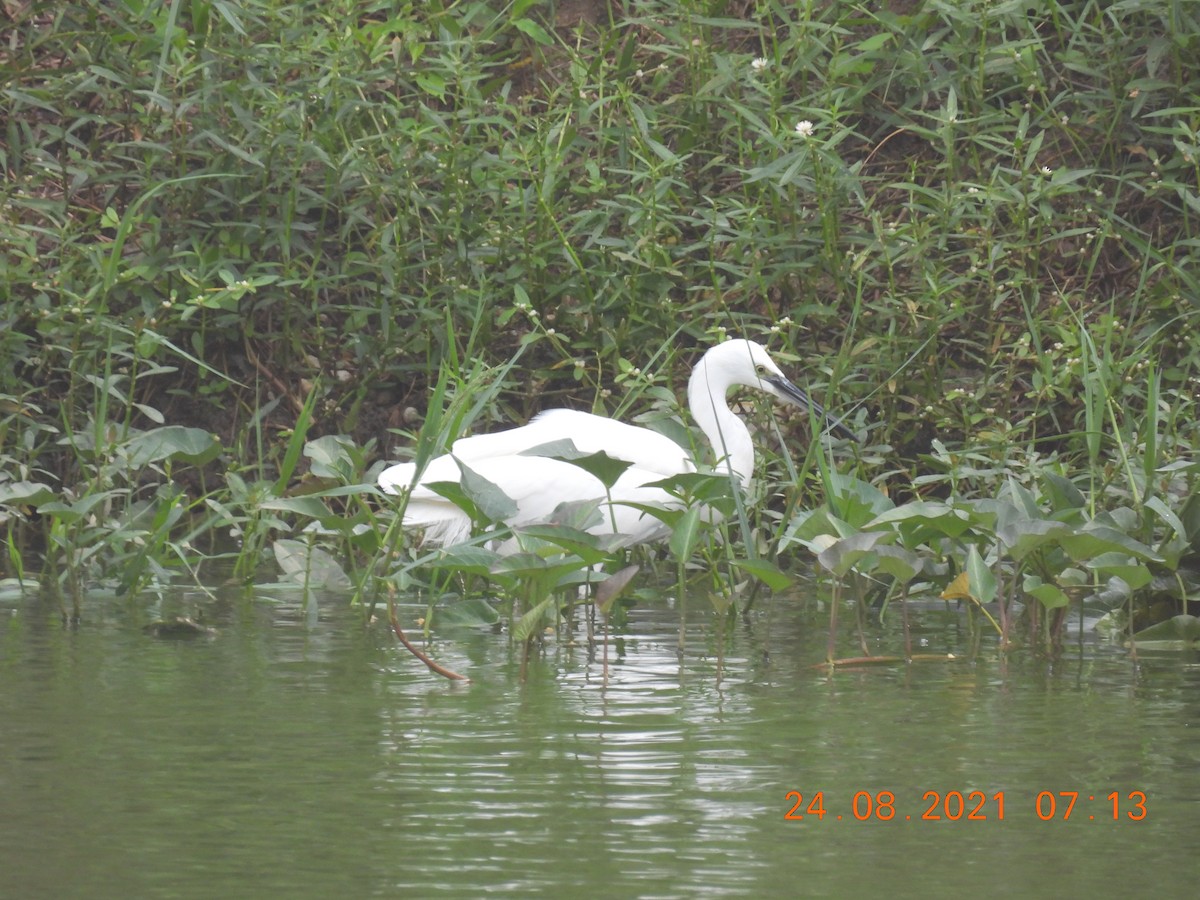 Little Egret - ML363587051