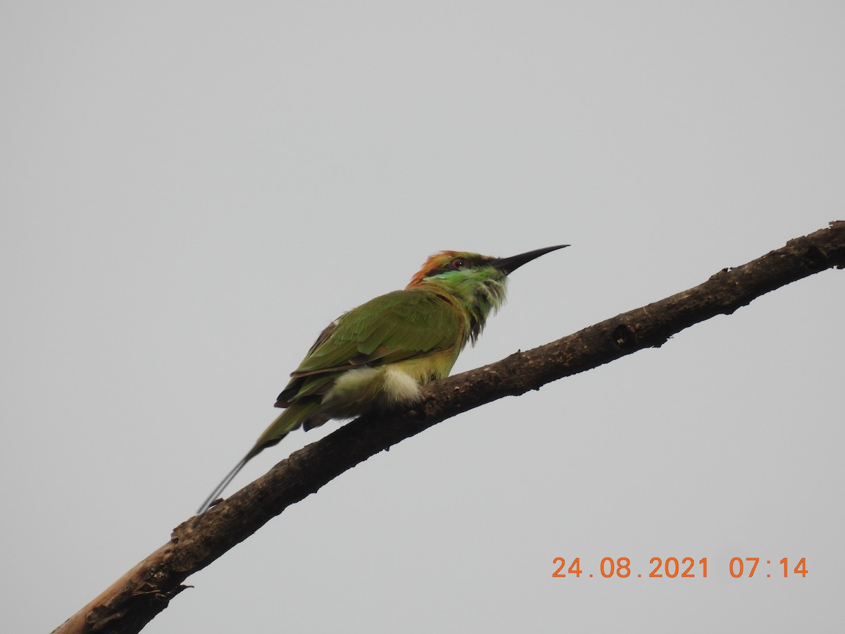 Asian Green Bee-eater - ML363587071