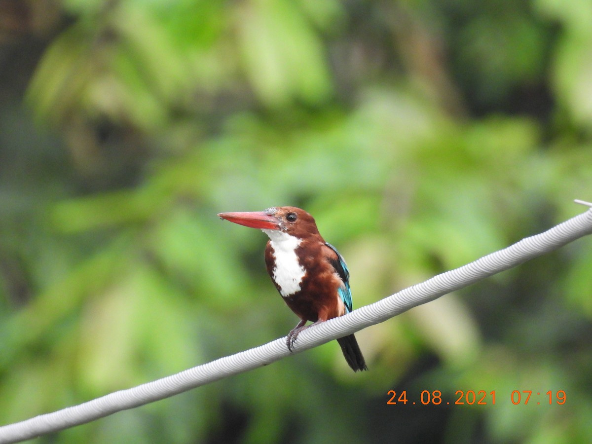 White-throated Kingfisher - ML363587091