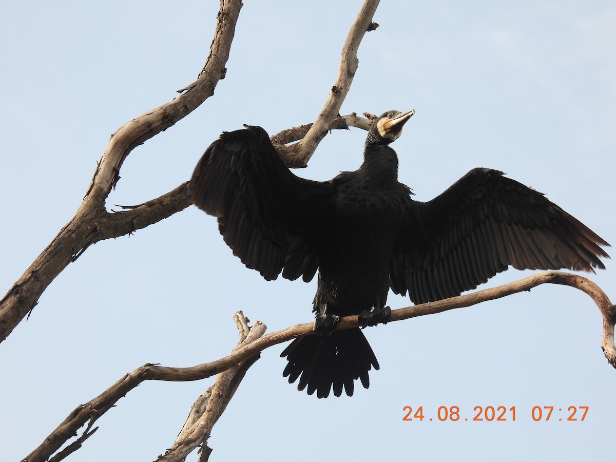 Great Cormorant - Sudip Simha