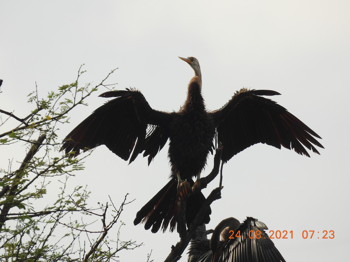 Oriental Darter - ML363587331