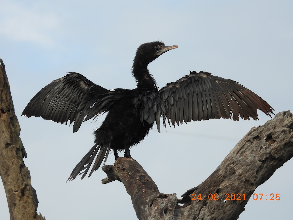 Little Cormorant - ML363587351