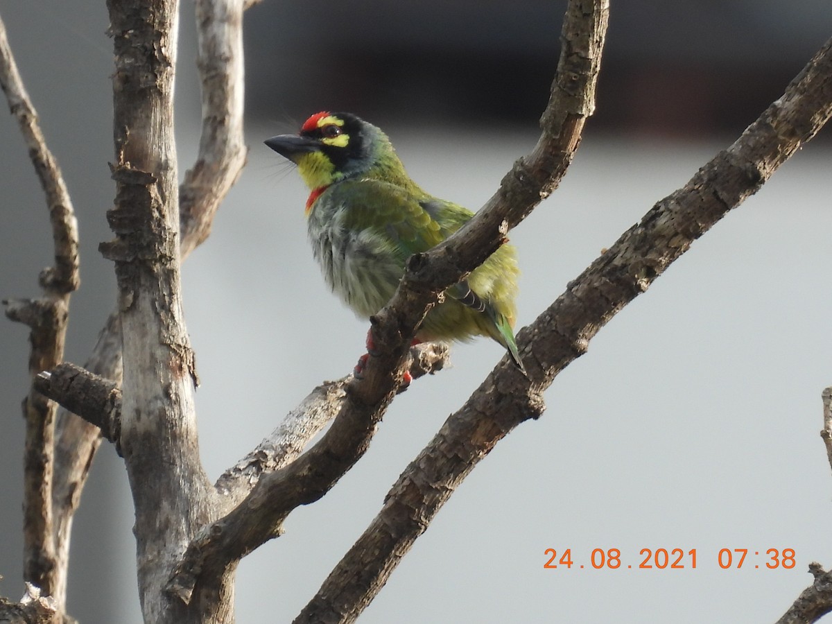 Coppersmith Barbet - ML363587451