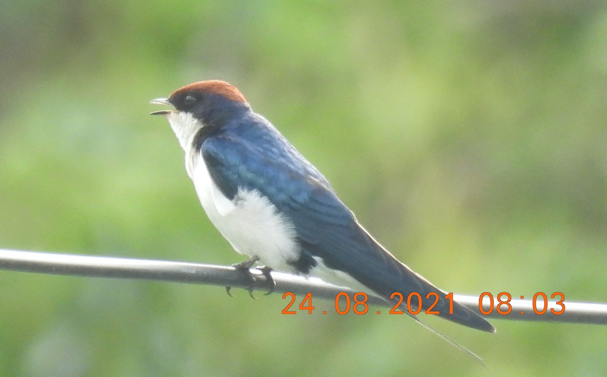 Wire-tailed Swallow - ML363587521