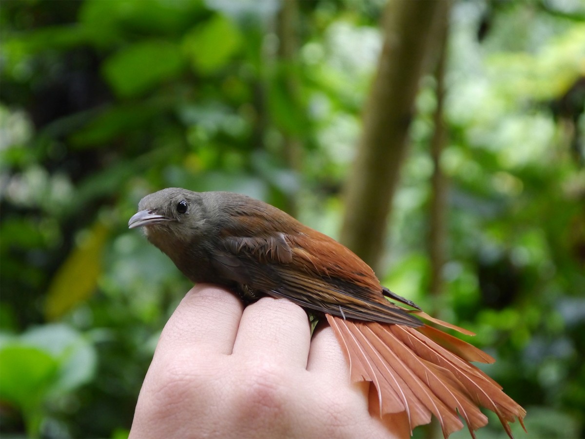 Olivaceous Woodcreeper - Xavier Iñiguez Vela