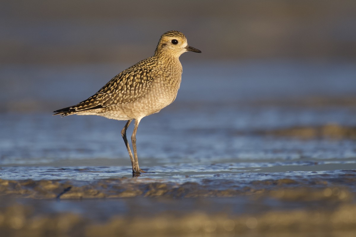 Pacific Golden-Plover - ML363587931