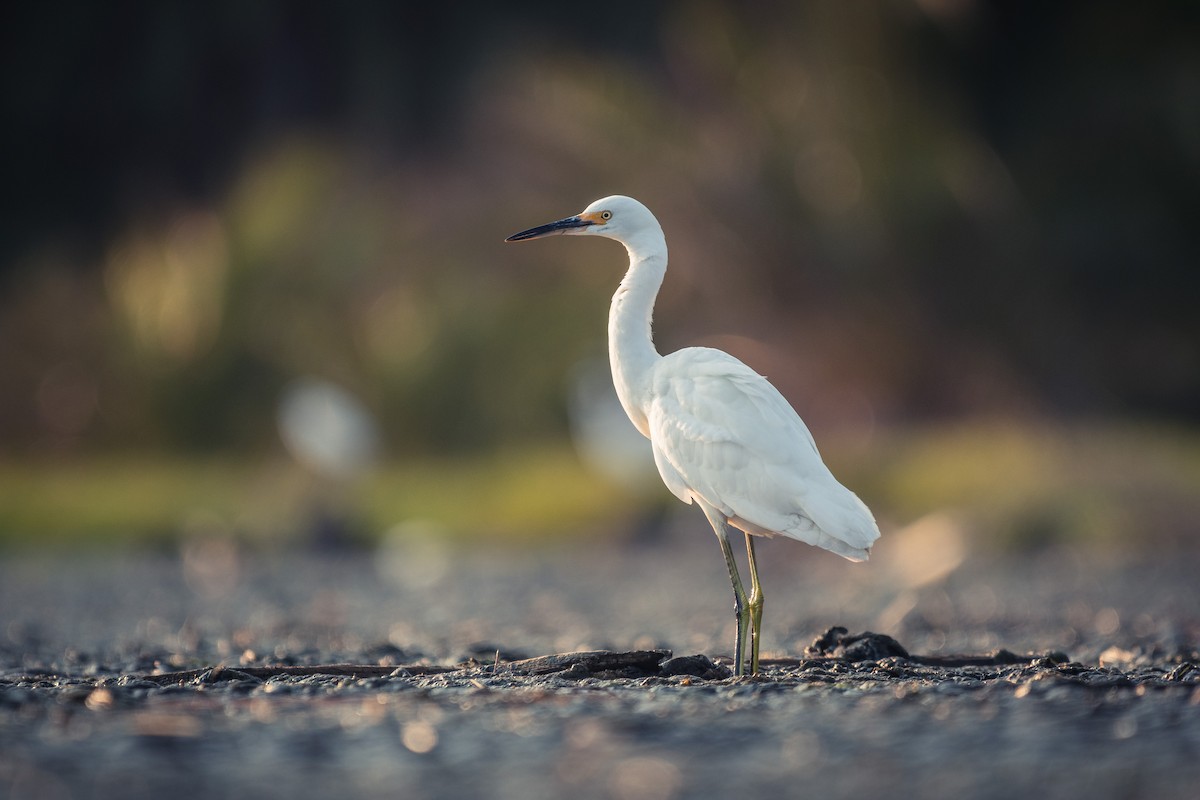 Aigrette neigeuse - ML363589771