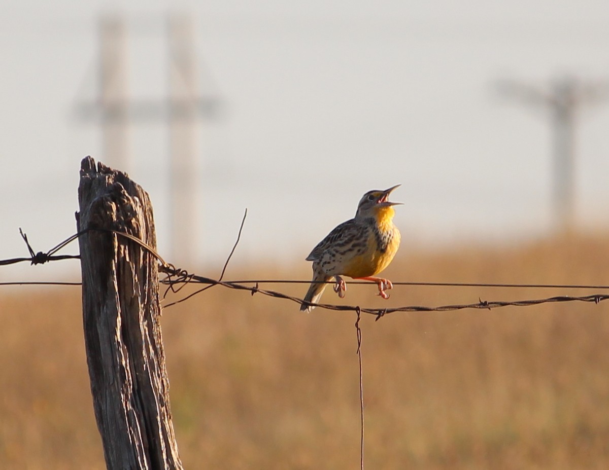 Eastern Meadowlark - ML36359021