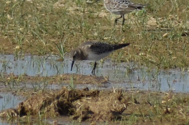 Baird's Sandpiper - ML363590331