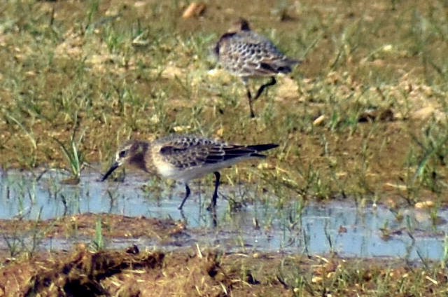 Baird's Sandpiper - ML363590341