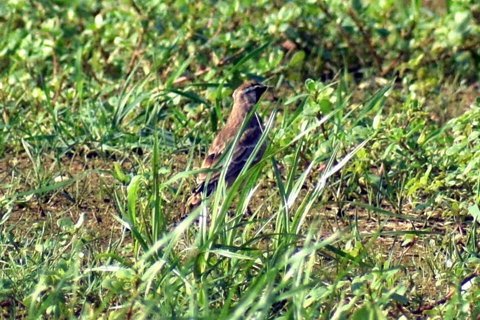 Horned Lark - ML363590521