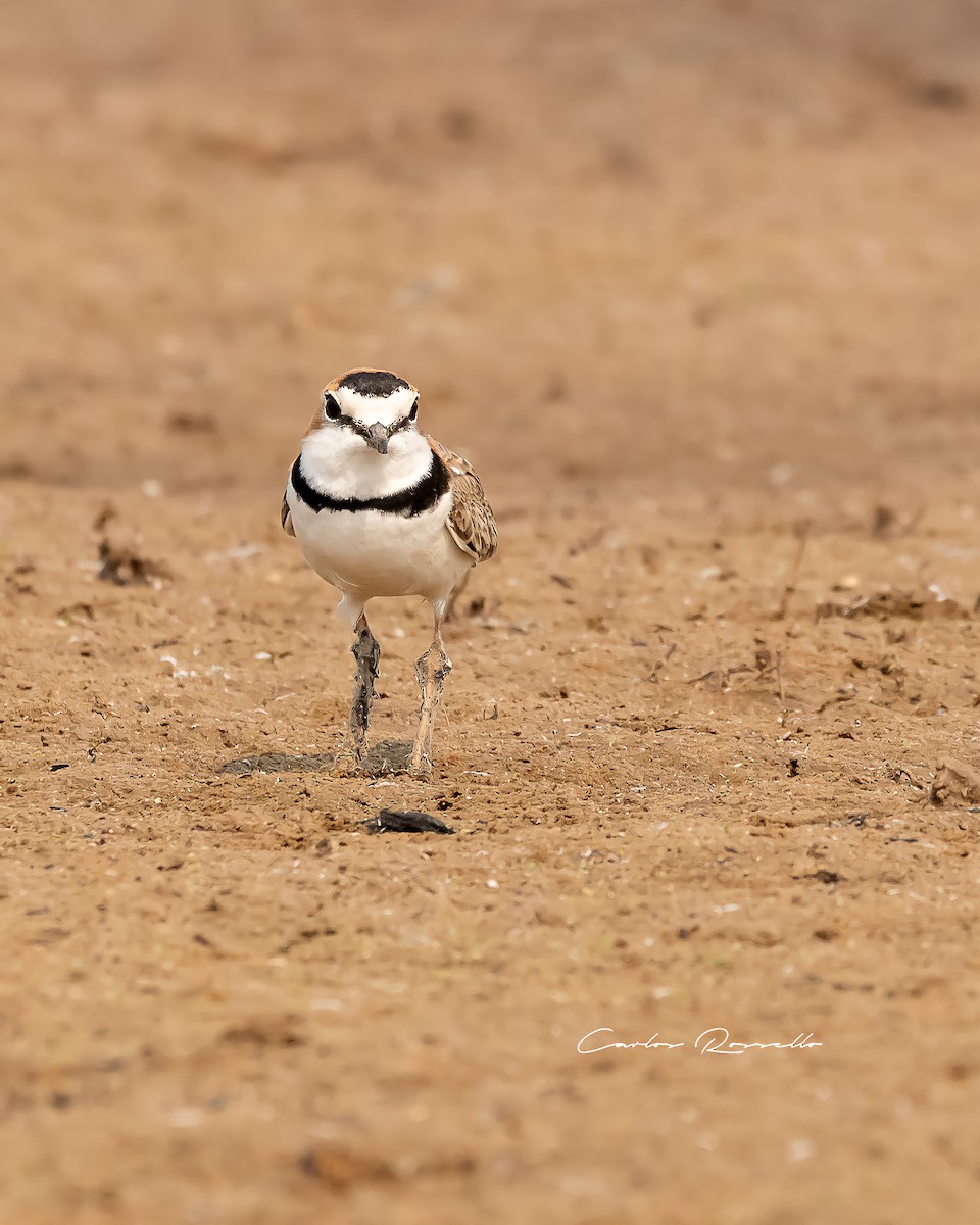 Collared Plover - Carlos Rossello