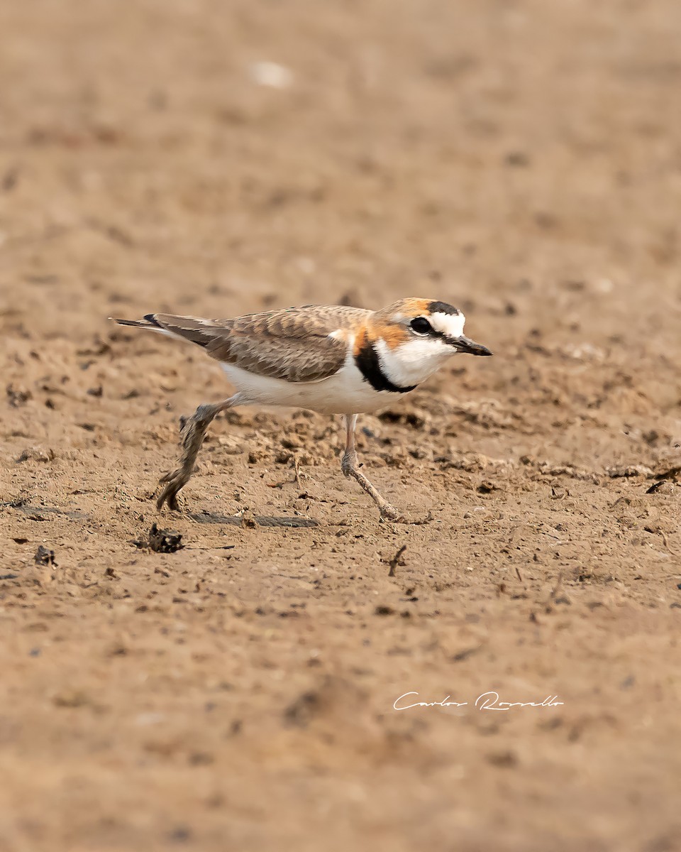 Collared Plover - ML363590811